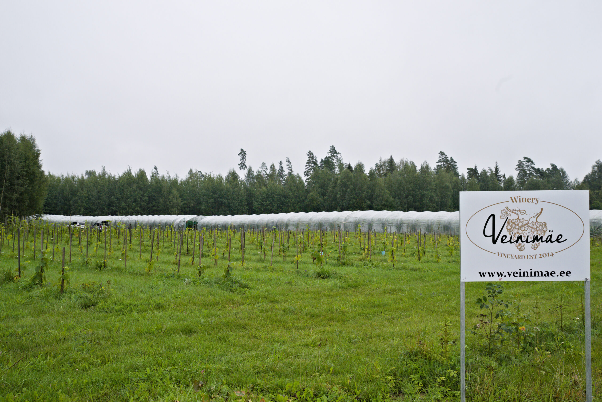 eesti-veinitee-veinimäe-1