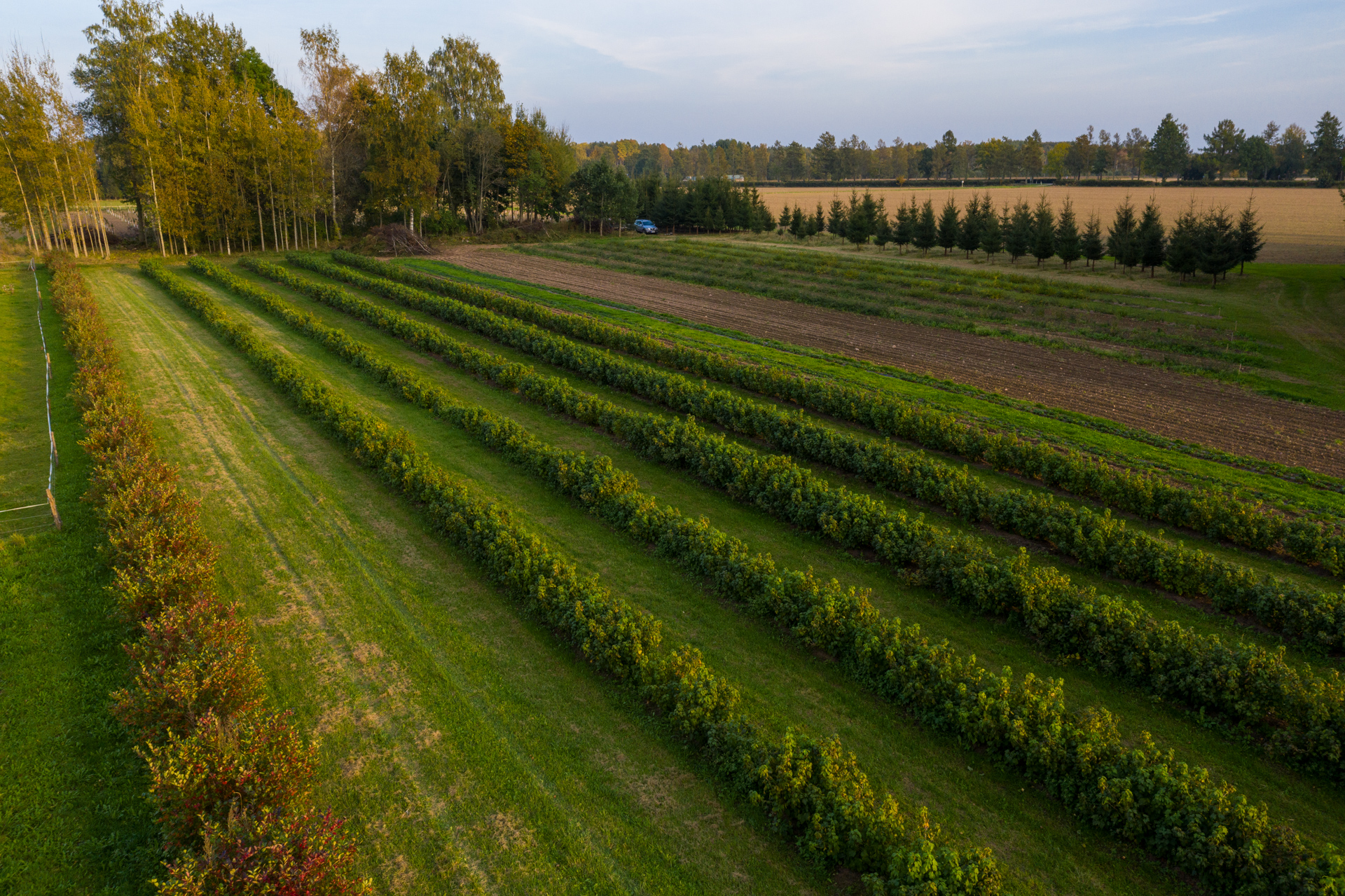 Langemaa-veinitalu-eesti-veinitee Langemaa-veinitalu-eesti-veinitee