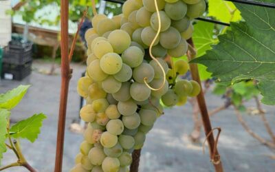 EESTI VEINIDE ERIPÄRA